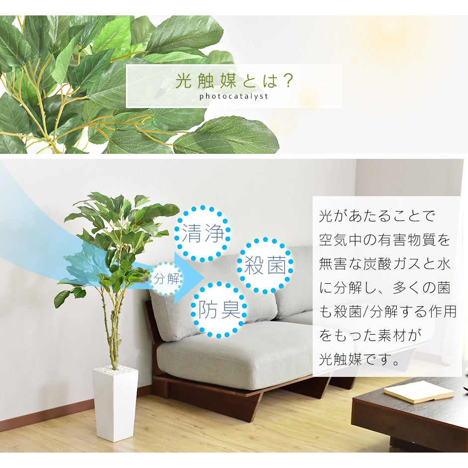 人工観葉植物 コーヒーツリー