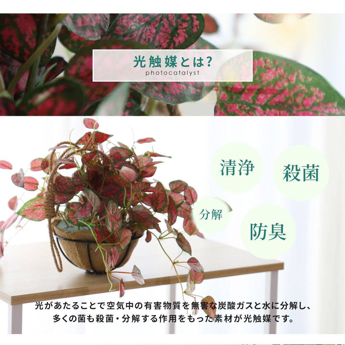 人工観葉植物 ヒポエステス43cm