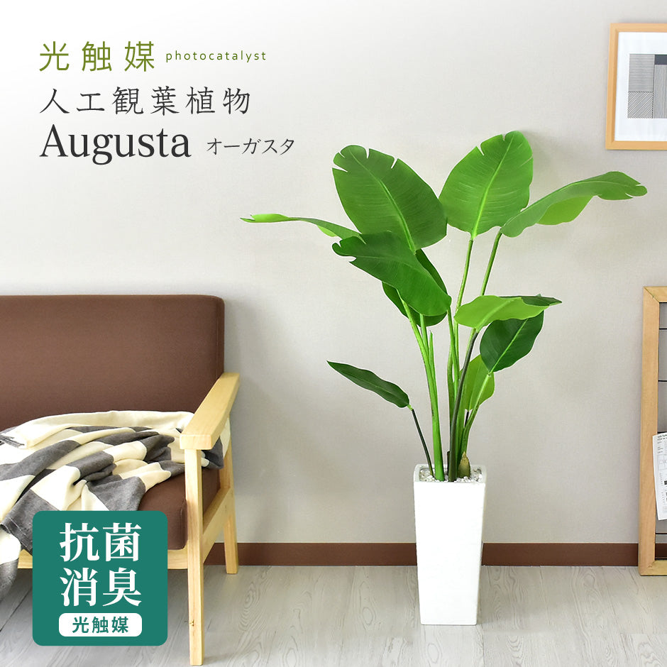 人工観葉植物 オーガスタ