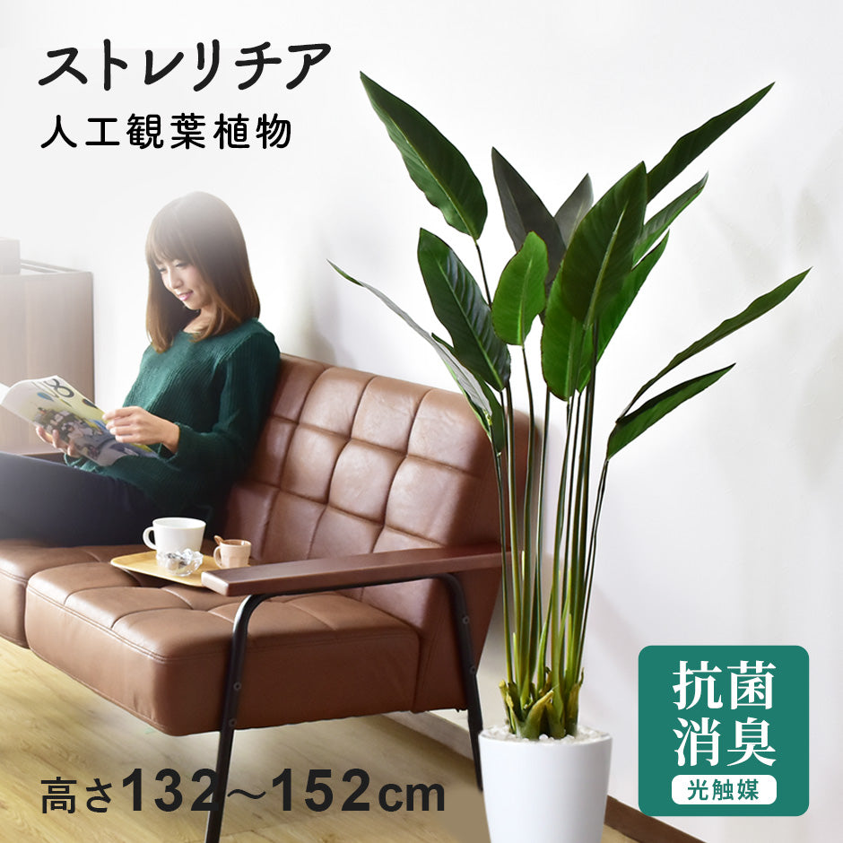 観葉植物 ストレリチア｜【公式】家具通販のremembrance – ドリス公式