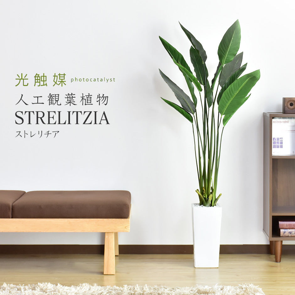 観葉植物 ストレリチア