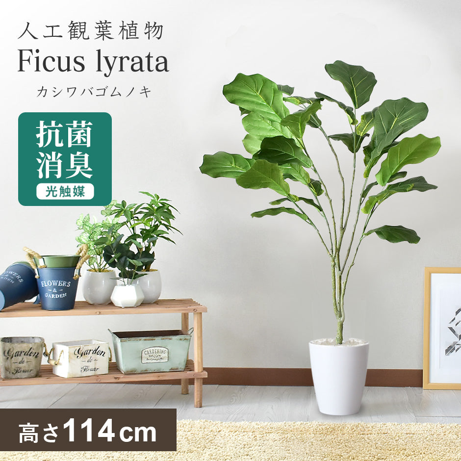 観葉植物カシワバゴムノキ 人工観葉植物 カシワバゴムノキ – ドリス公式ストア【remembrance-doris】