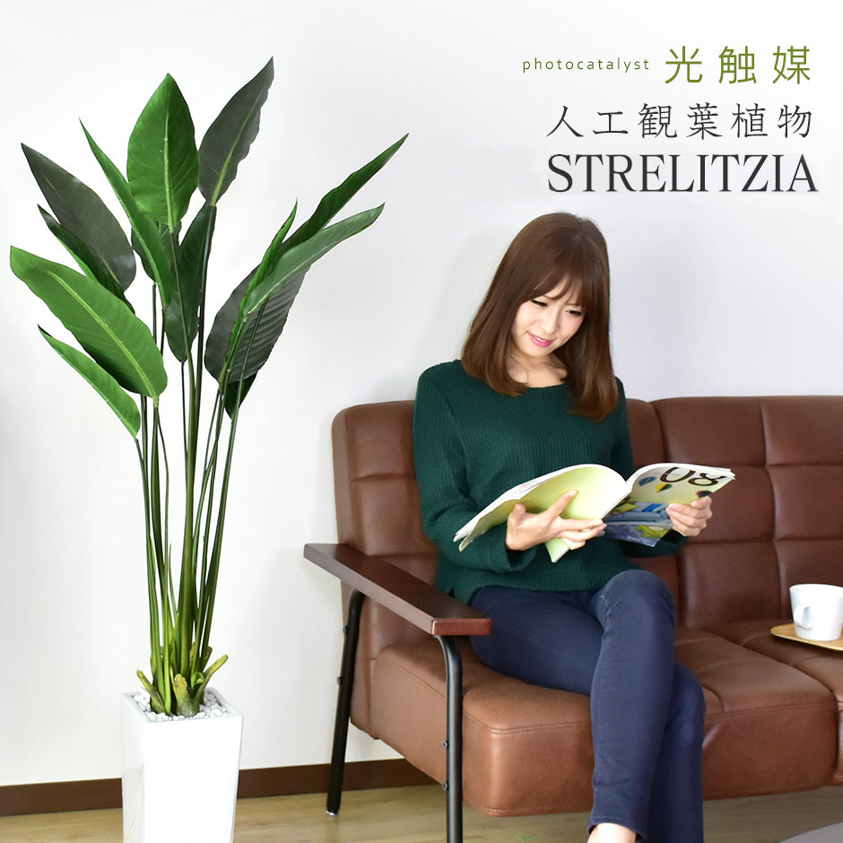 観葉植物 ストレリチア