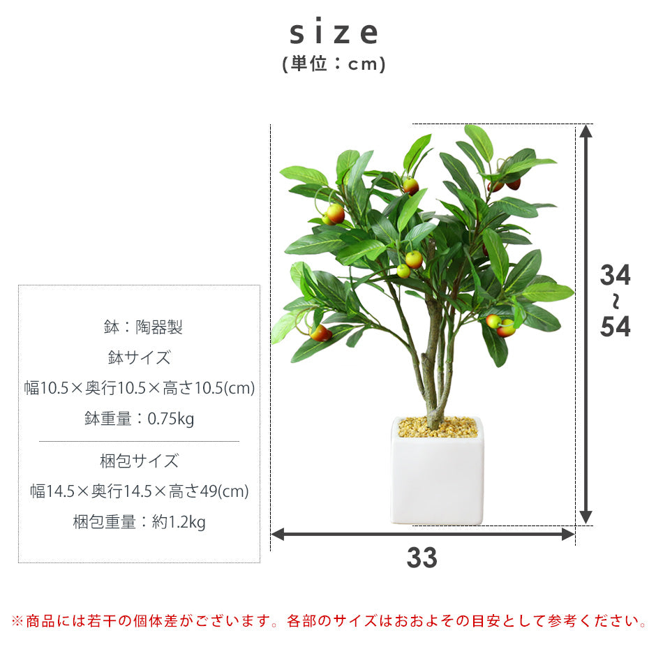 観葉植物 オリーブS