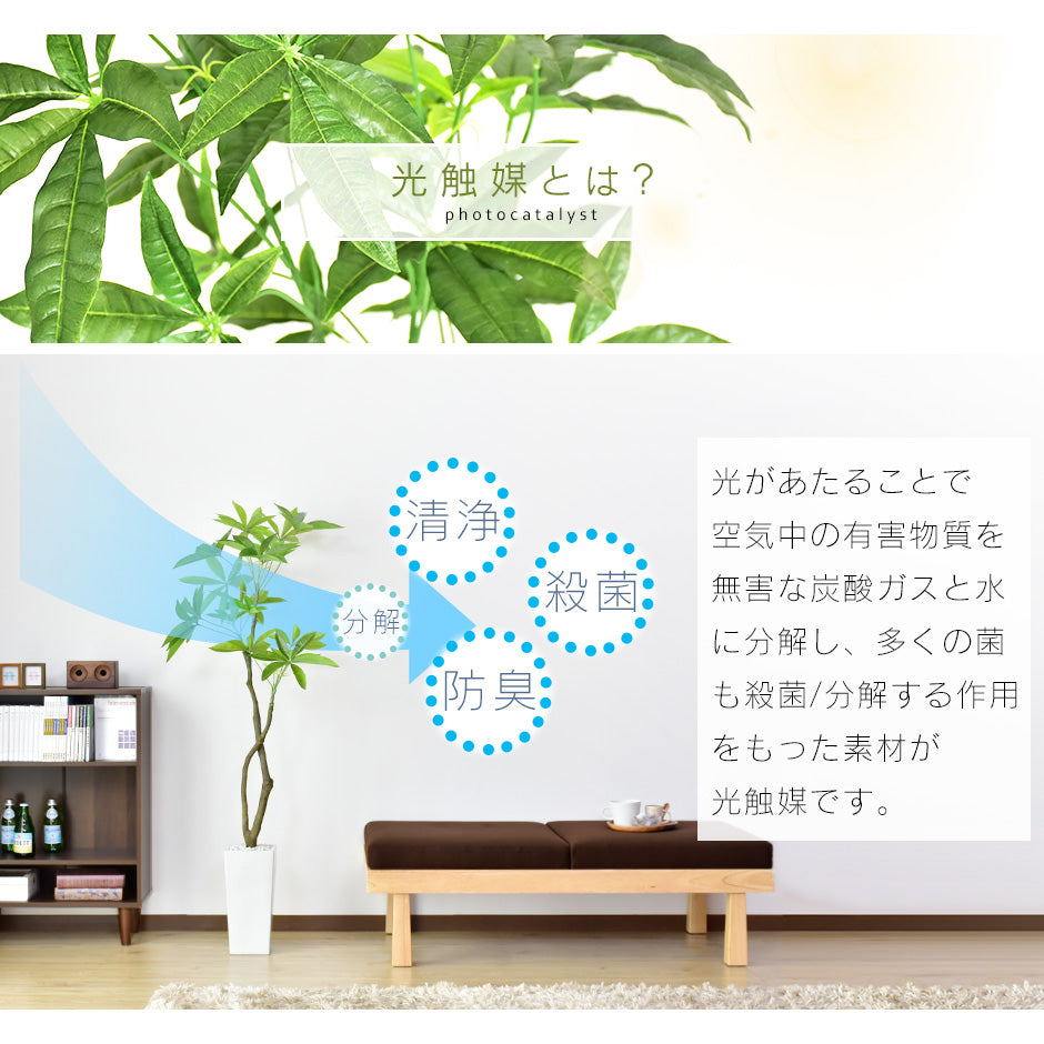 観葉植物 パキラL