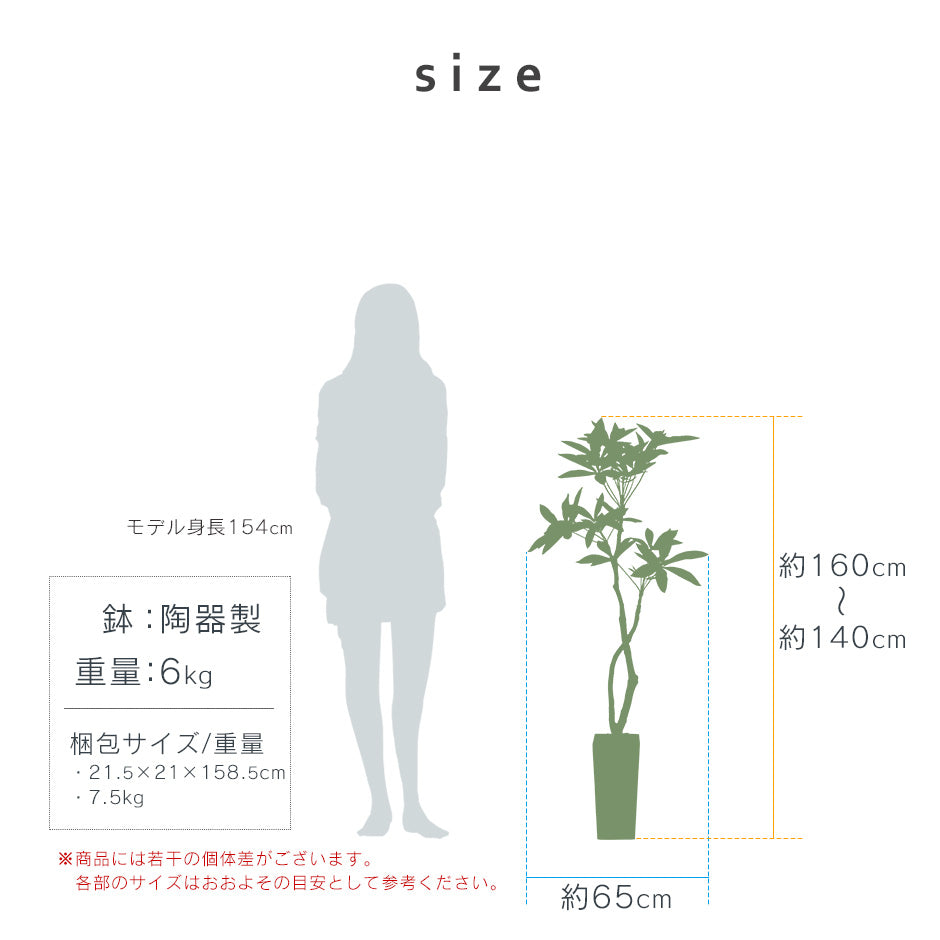 観葉植物 パキラL