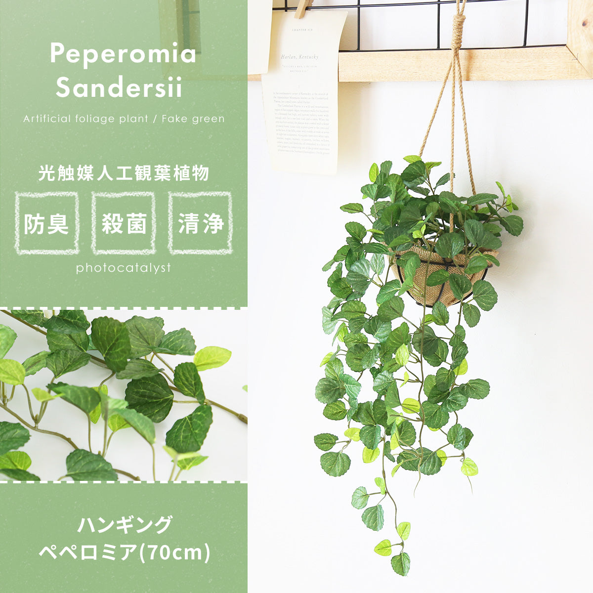 観葉植物 ハンギング ペペロミア70㎝