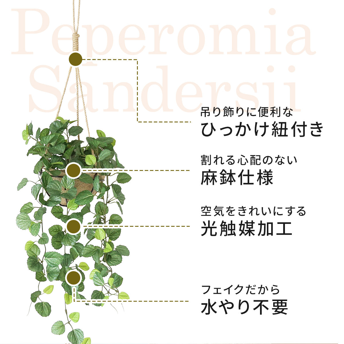 観葉植物 ハンギング ペペロミア70㎝