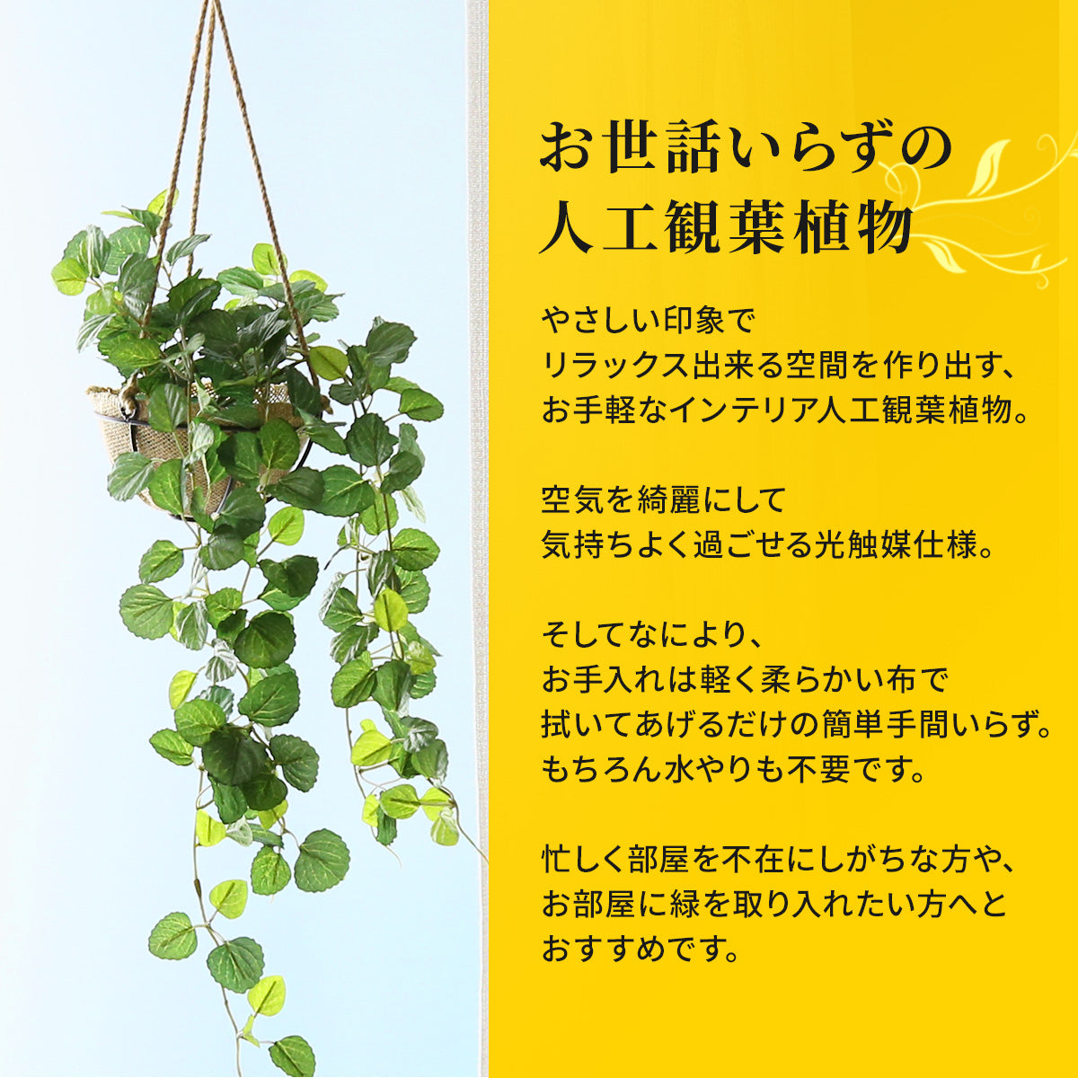 観葉植物 ハンギング ペペロミア70㎝