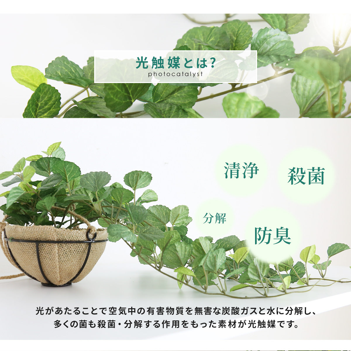 観葉植物 ハンギング ペペロミア70㎝