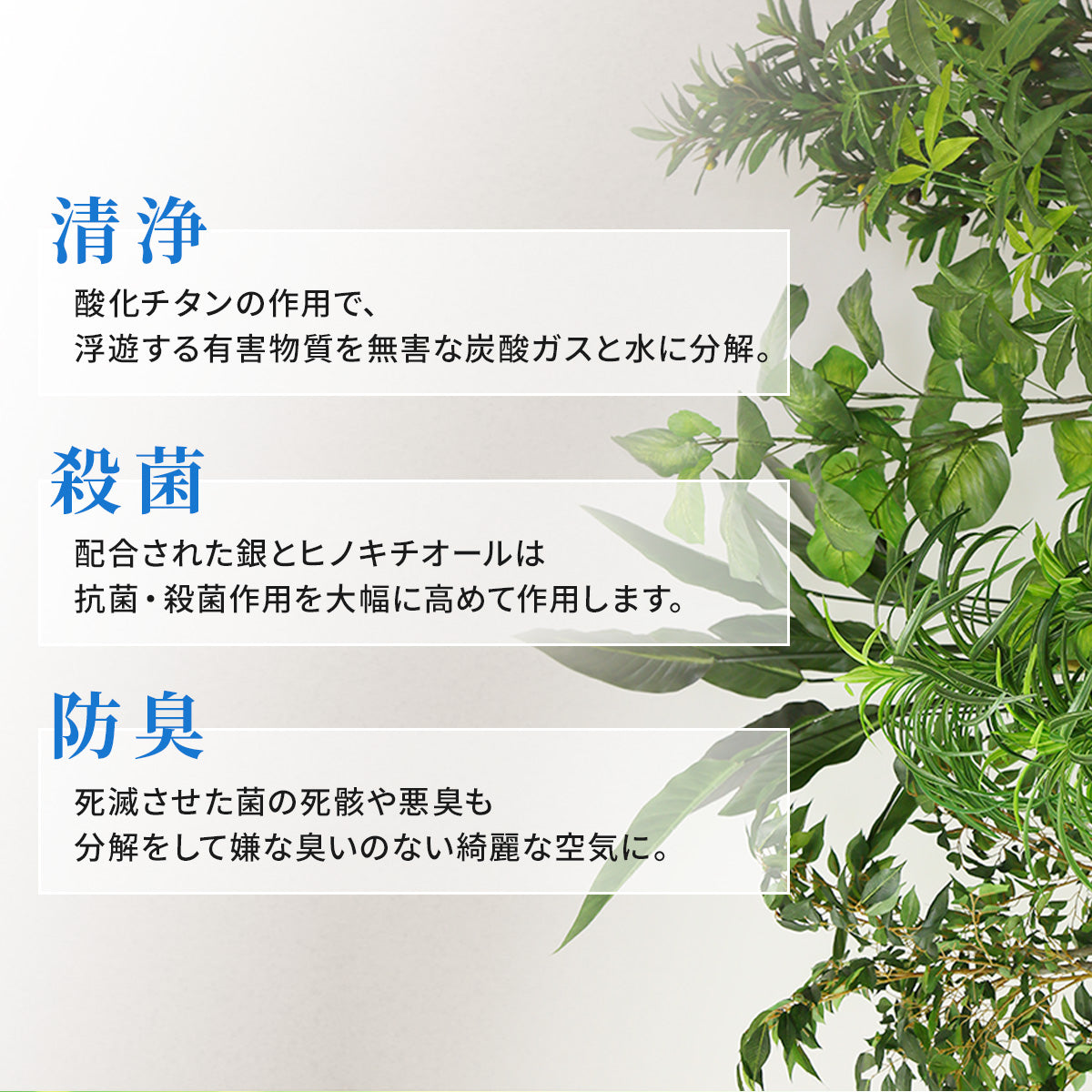 観葉植物 ハンギング ペペロミア70㎝