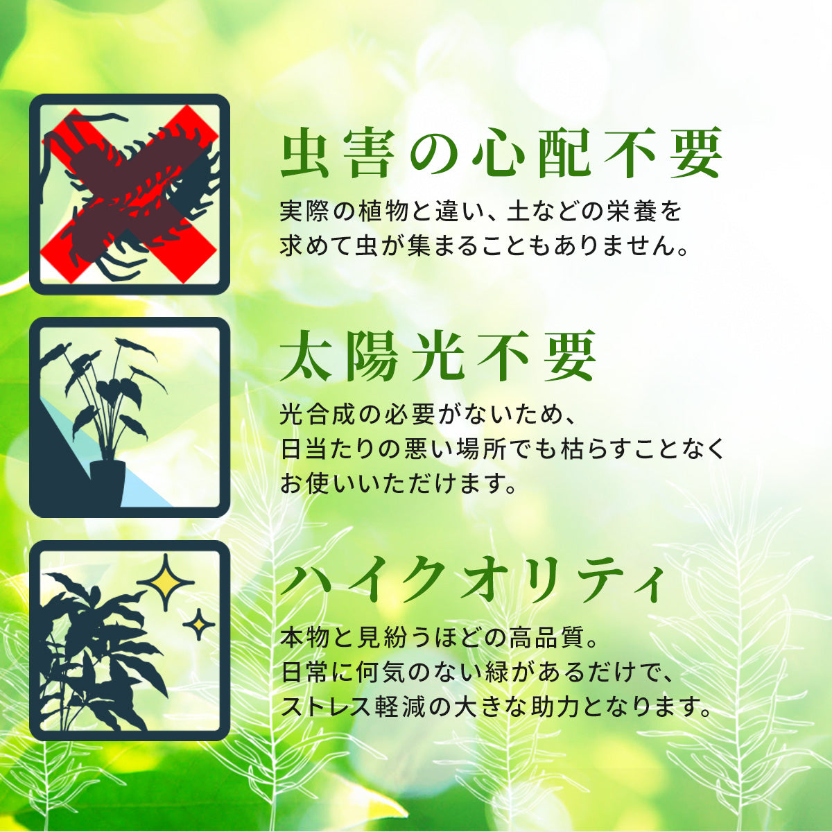 観葉植物 ハンギング ペペロミア70㎝