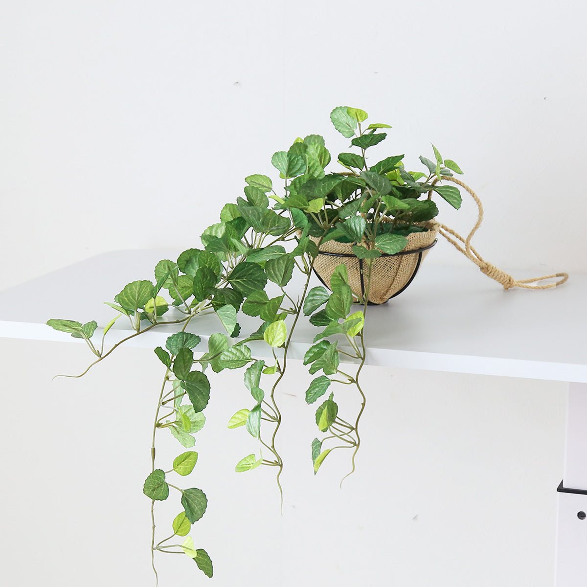 観葉植物 ハンギング ペペロミア70㎝