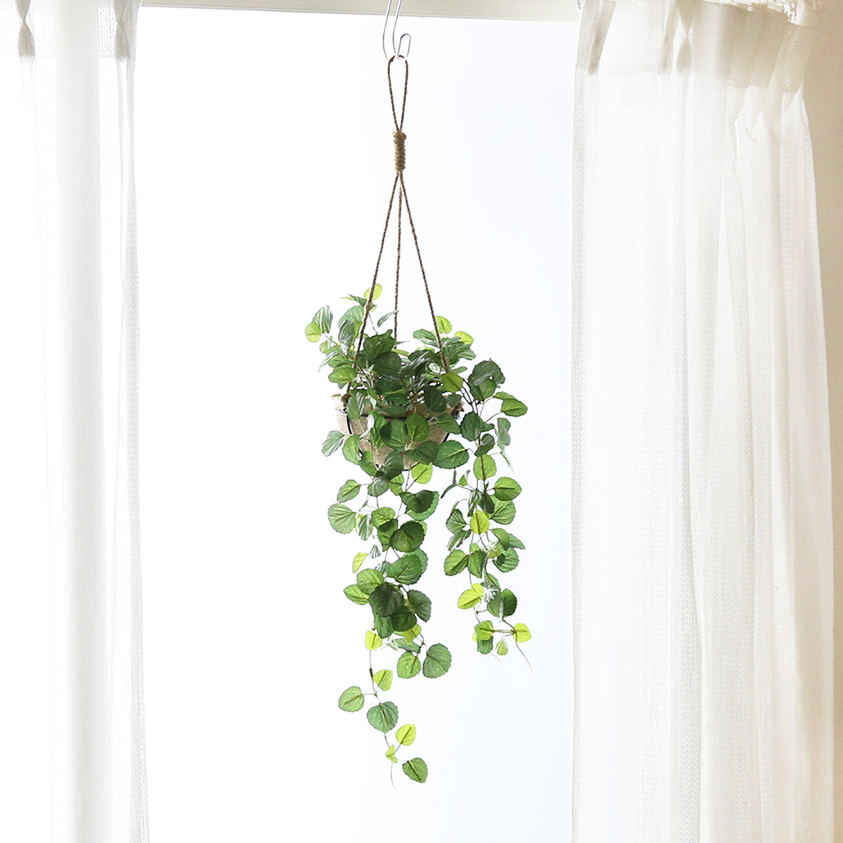 観葉植物 ハンギング ペペロミア70㎝