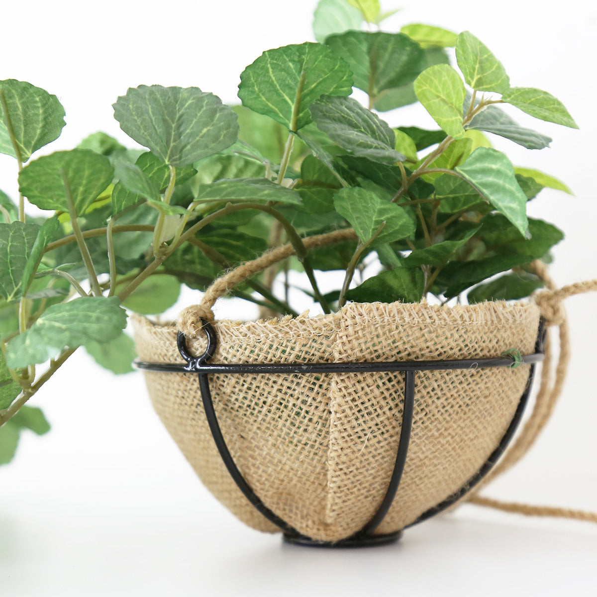 観葉植物 ハンギング ペペロミア70㎝