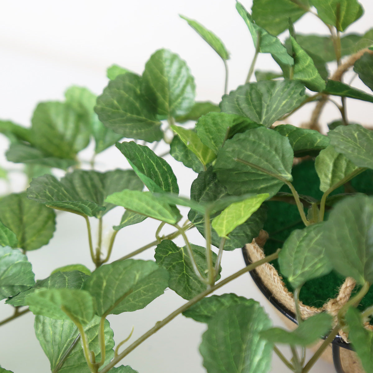 観葉植物 ハンギング ペペロミア70㎝