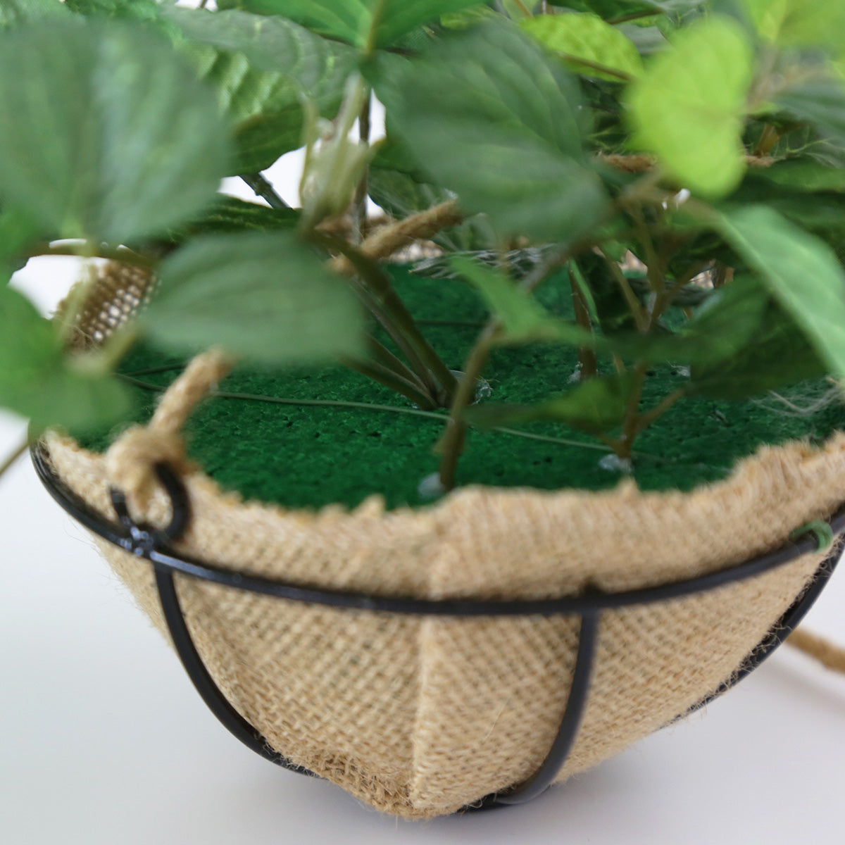 観葉植物 ハンギング ペペロミア70㎝