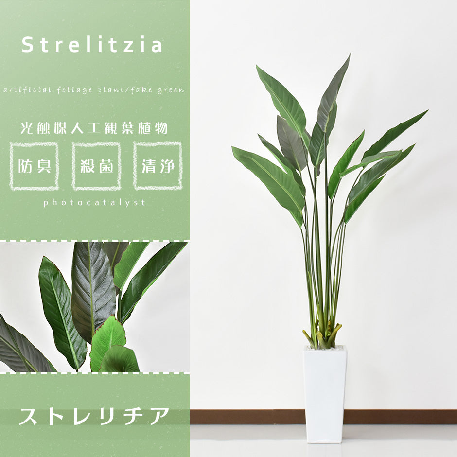 観葉植物 ストレリチア