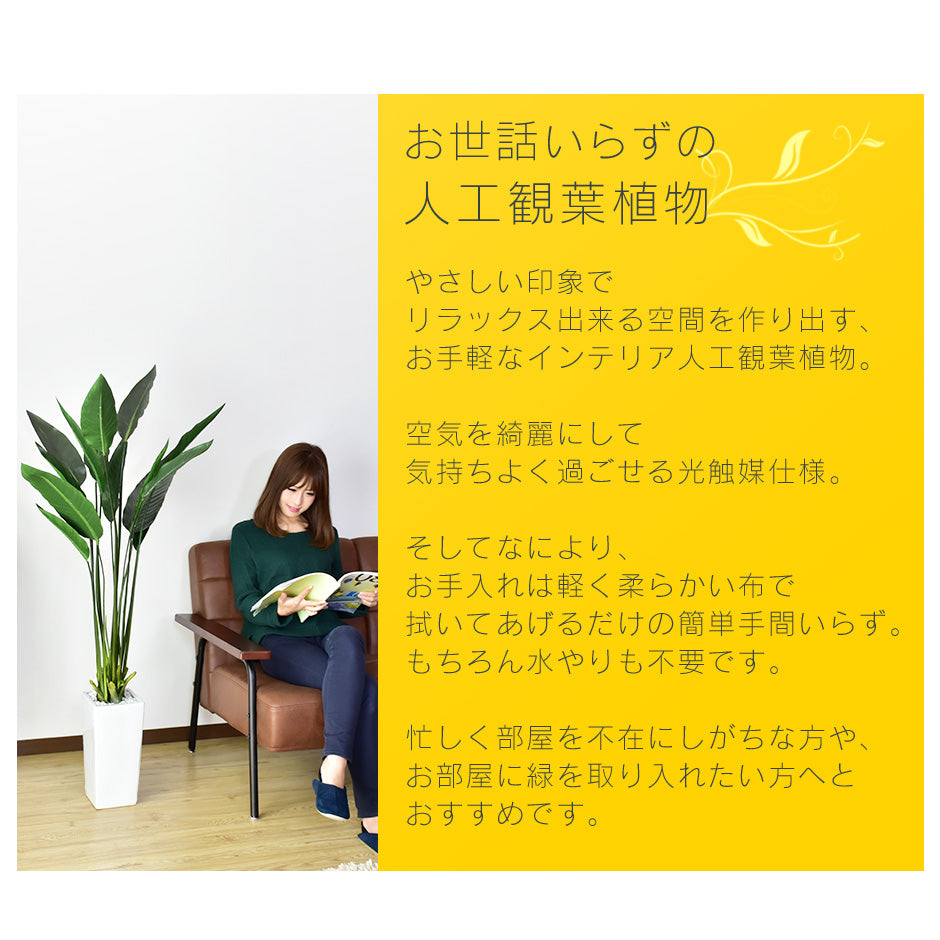 観葉植物 ストレリチア
