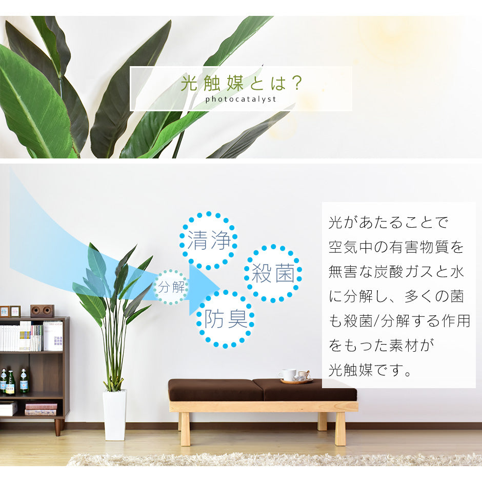 観葉植物 ストレリチア