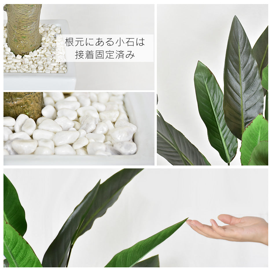 観葉植物 ストレリチア