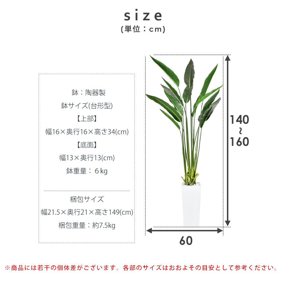 観葉植物 ストレリチア