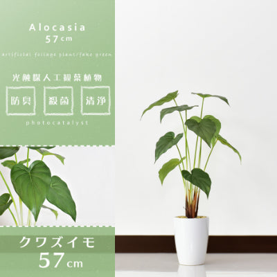 人工観葉植物 クワズイモ