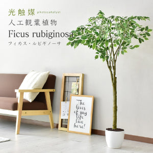 人工観葉植物 フィカス・ルビギノーサ