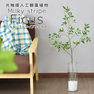 人工観葉植物 ミルキーストライプフィカス