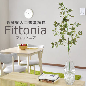 人工観葉植物 フィットニア