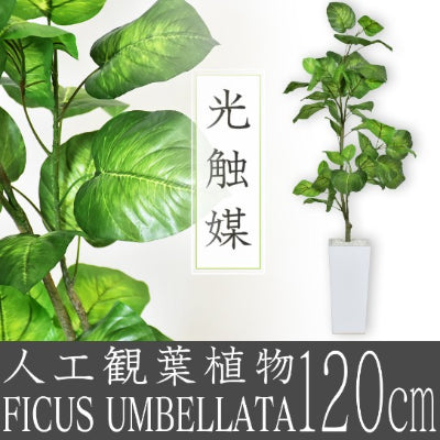 人工観葉植物 フィカス・ウンベラータ – remembrance-doris