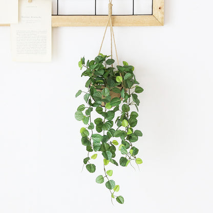 観葉植物　ハンギング ペペロミア70㎝