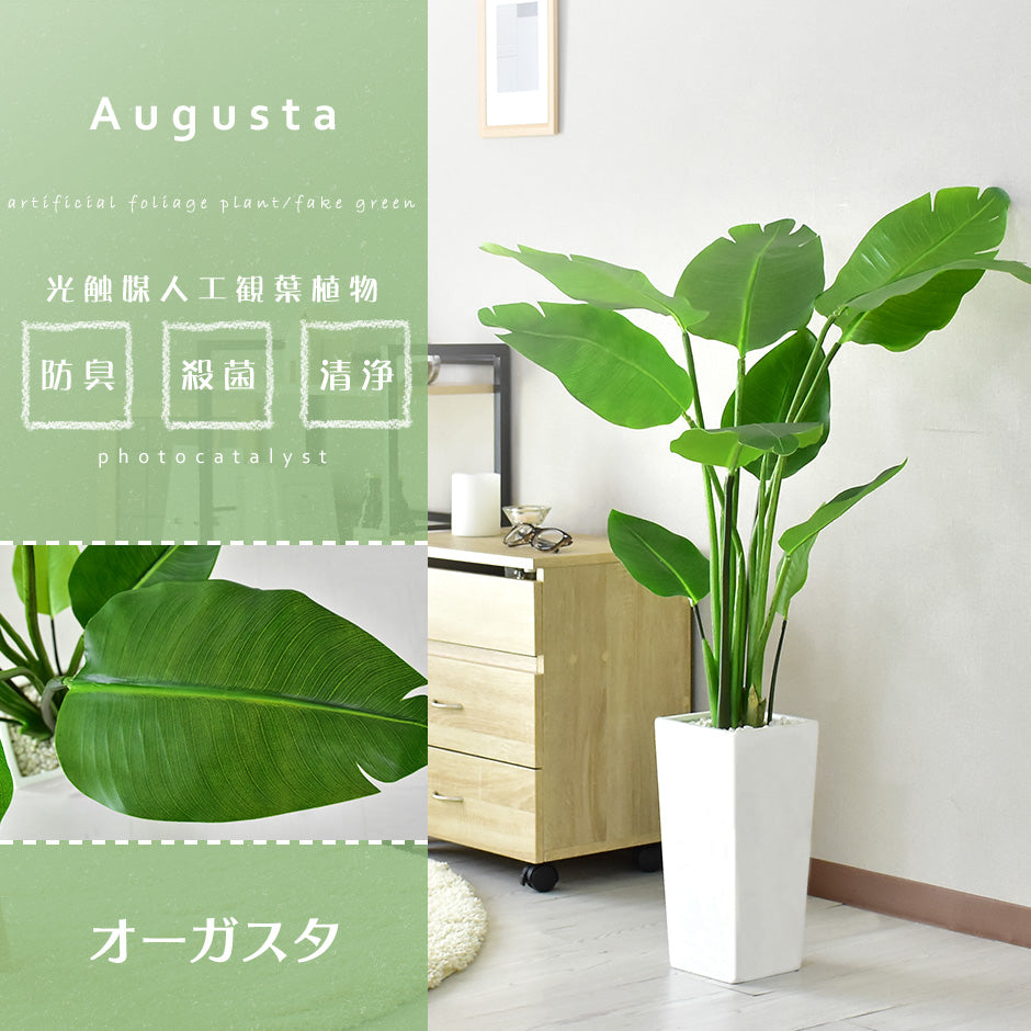 人工観葉植物 オーガスタ