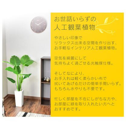 人工観葉植物 オーガスタ