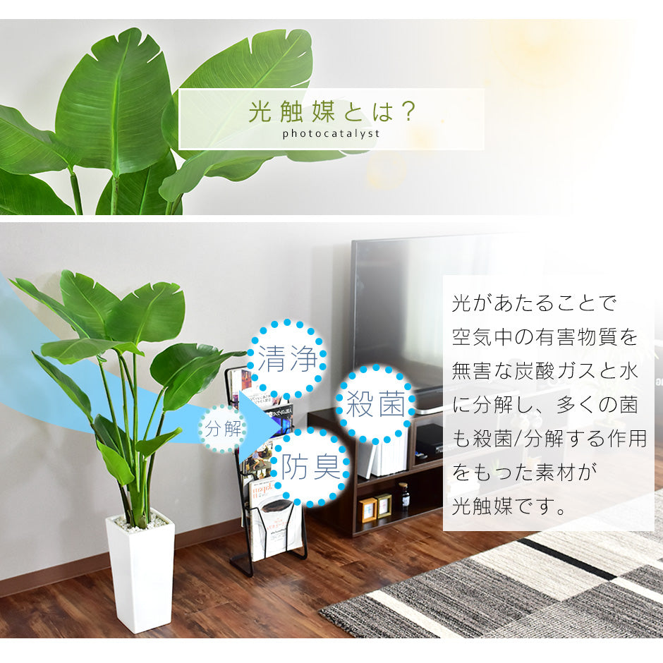 人工観葉植物 オーガスタ