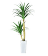 インテリア・観葉植物