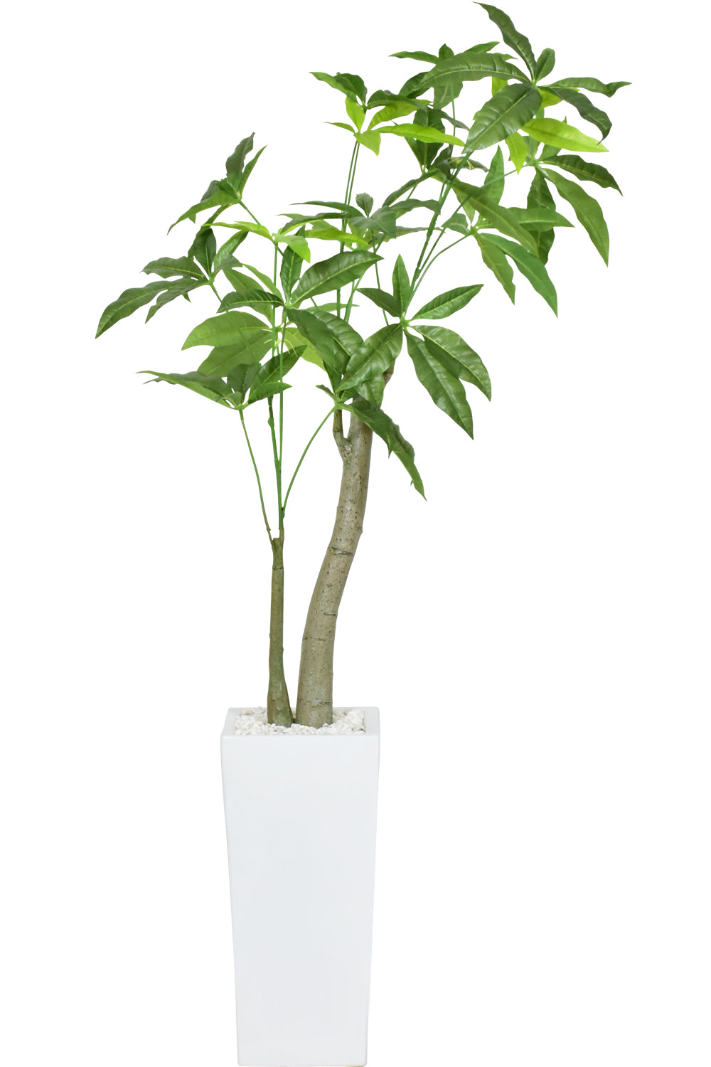 人工観葉植物 パキラ – ドリス公式
