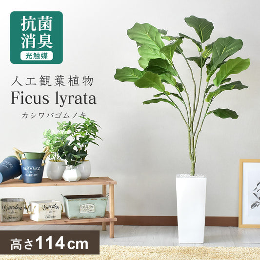 人工観葉植物 カシワバゴムノキ