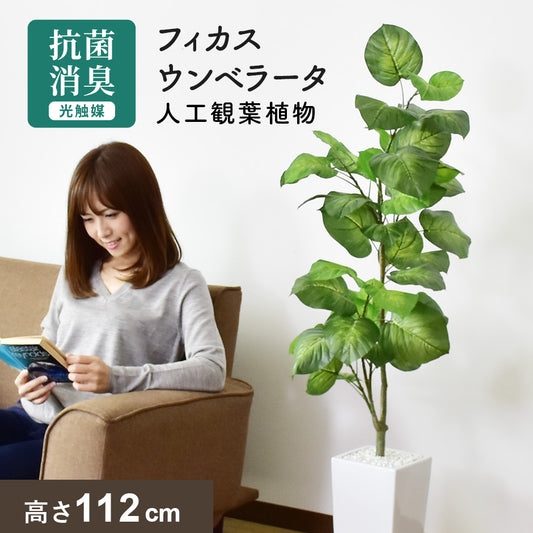 人工観葉植物 フィカス・ウンベラータ