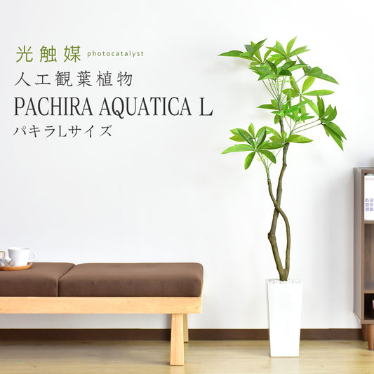 観葉植物　パキラL