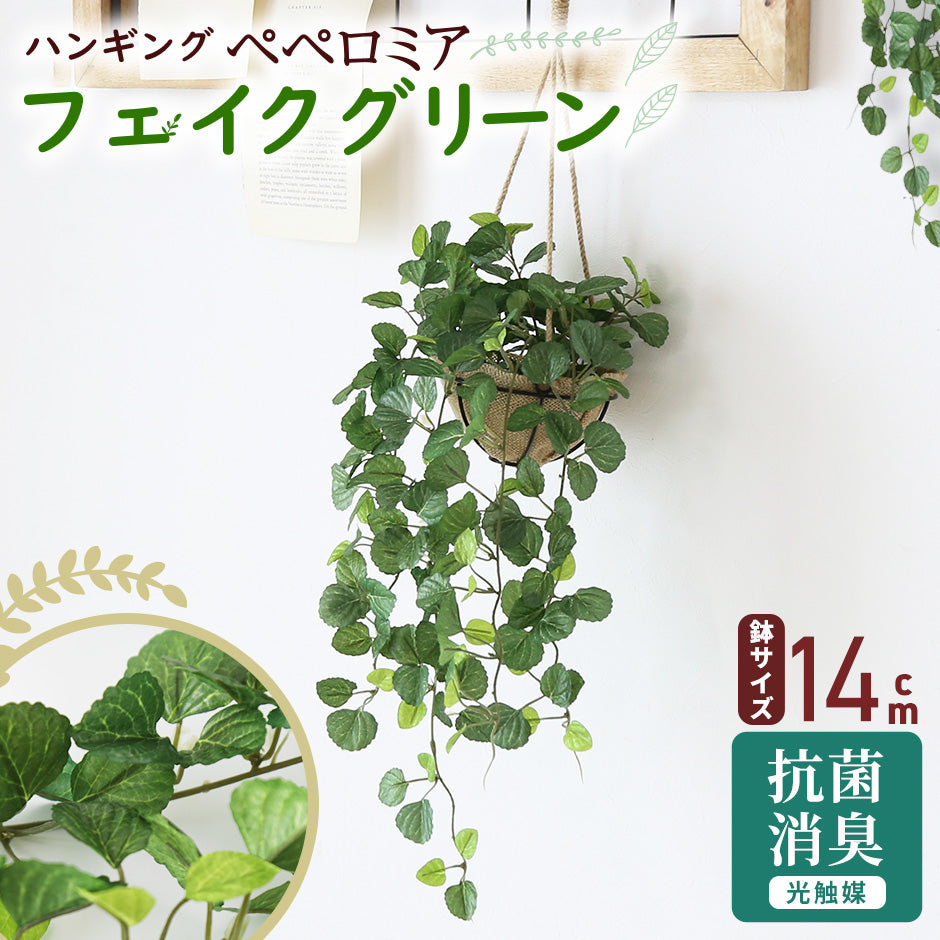 観葉植物　ハンギング ペペロミア70㎝