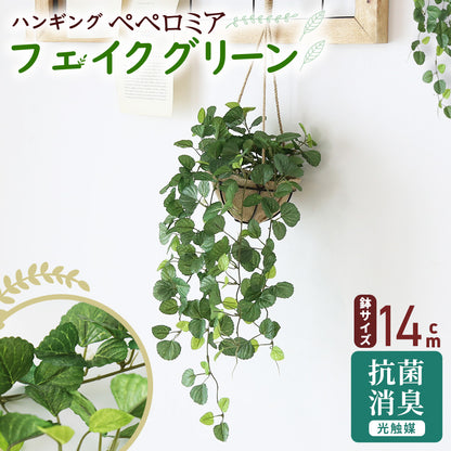 観葉植物　ハンギング ペペロミア70㎝
