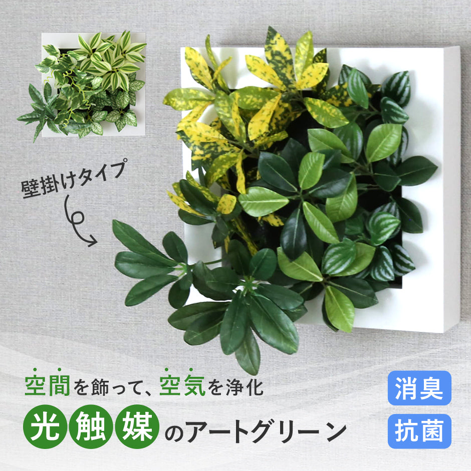 観葉植物【正方形】マイロ