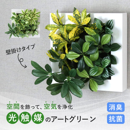 観葉植物【正方形】マイロ