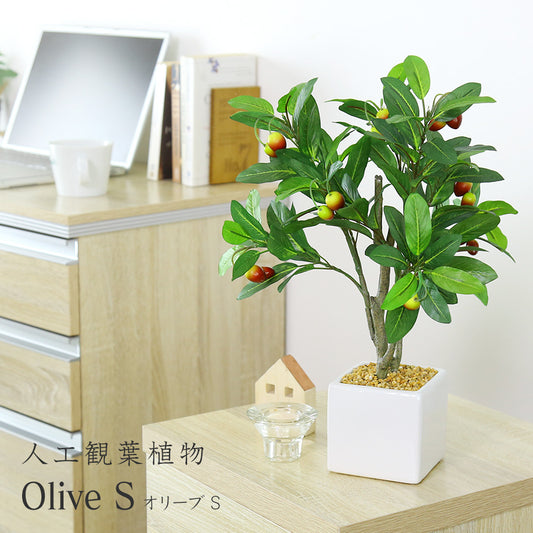 観葉植物　オリーブS