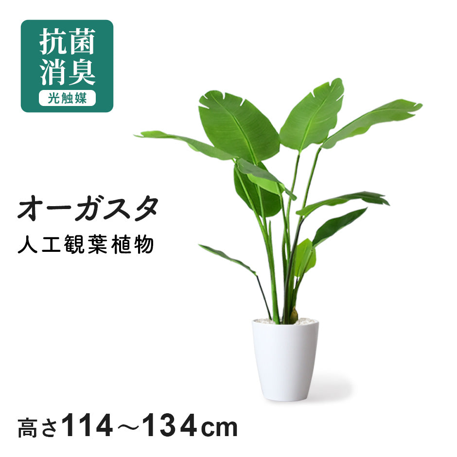 人工観葉植物 オーガスタ