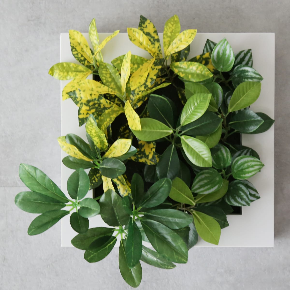 観葉植物【正方形】マイロ