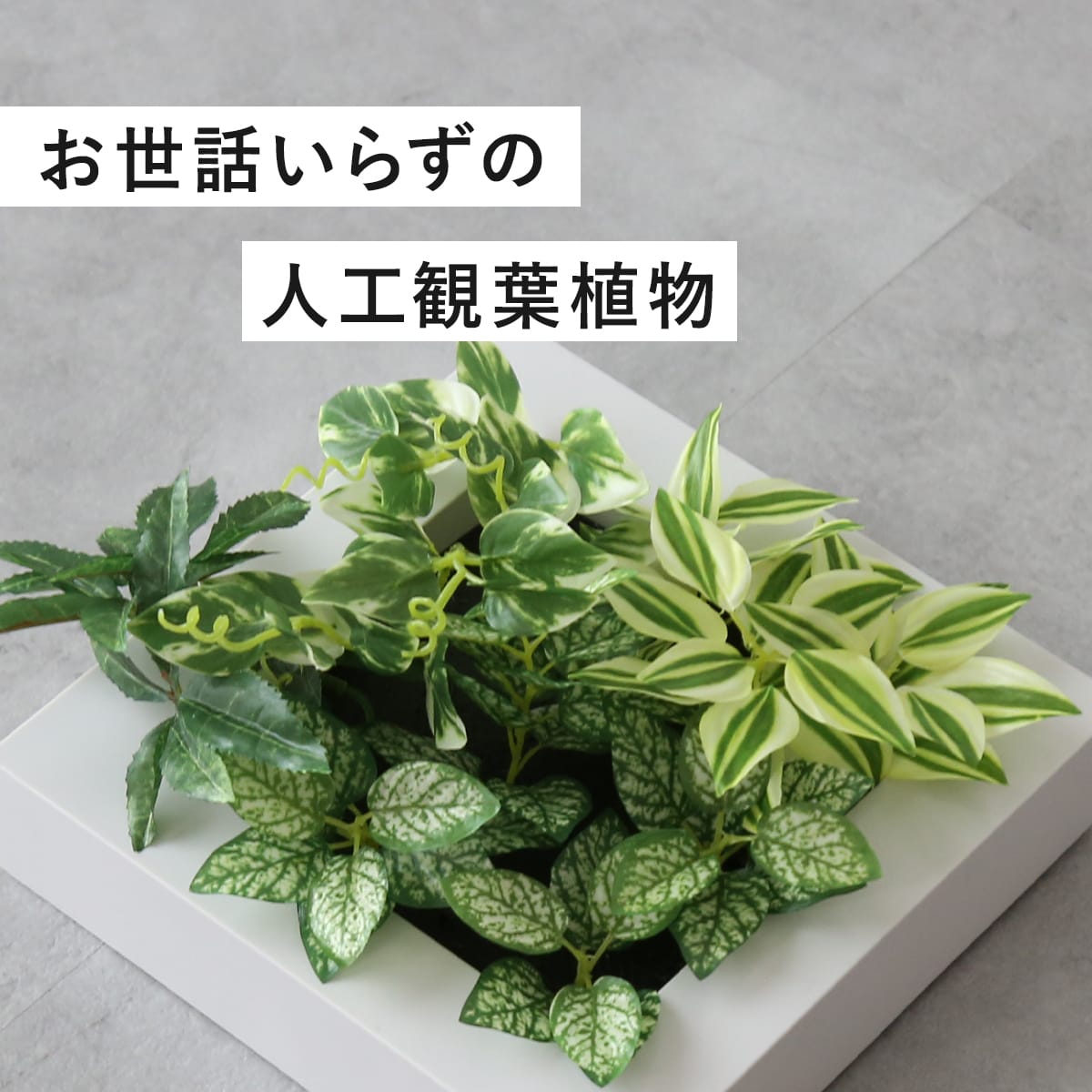 観葉植物【正方形】マイロ