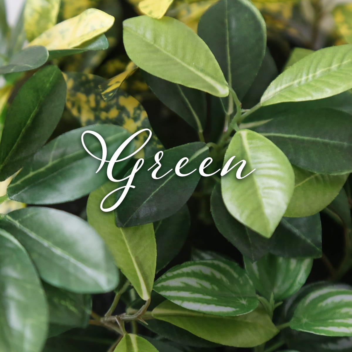 観葉植物【正方形】マイロ