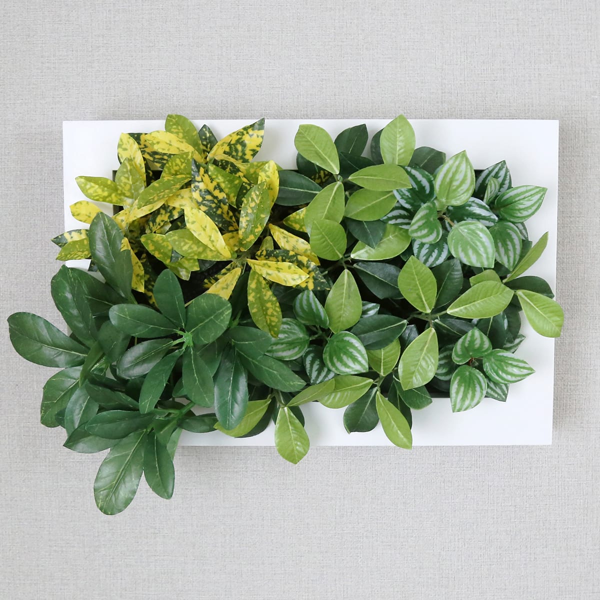 観葉植物【長方形】マイロ